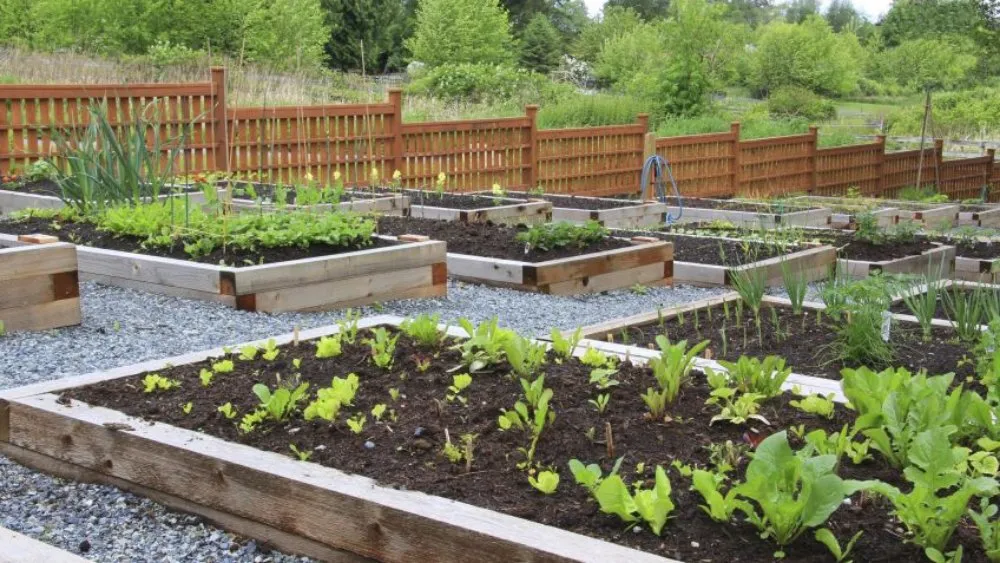 Custom yard cleanup service in Belfair, WA - experts Service & maintenance landscape