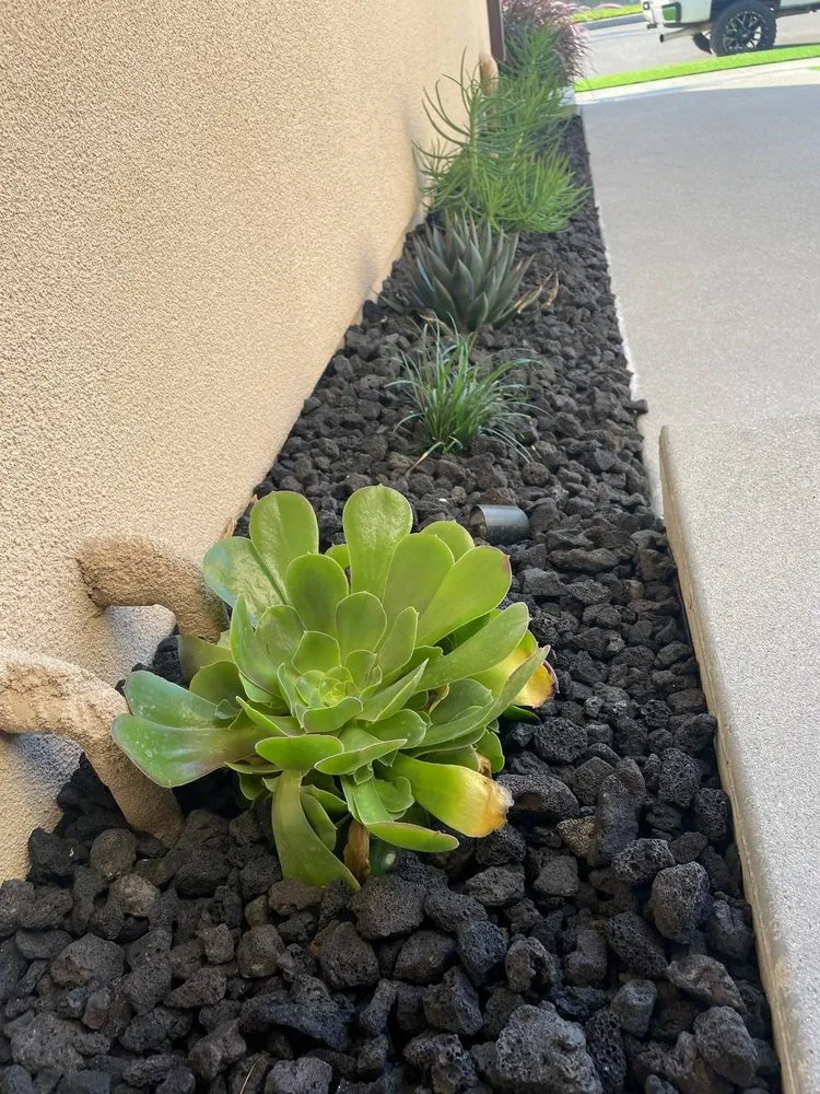 Trusted lawn care service for beautiful yards across Woodland Hills, CA - Experturf Wholesale