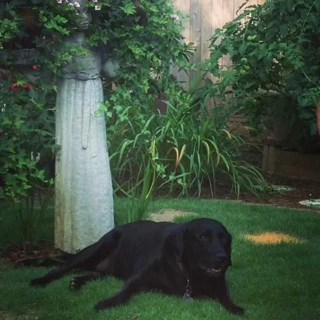 Reliable outdoor landscaping with custom design across Opelika, AL - Exposition Lawn & Grounds Care