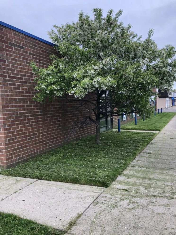 Professional outdoor landscaping in Detroit, MI by Express Landscaping Service