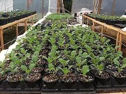 Top-rated landscaping services experts serving Citronelle, AL - Express Lawn