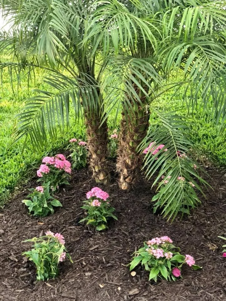 Reliable landscape installation in Saint Petersburg, FL by Express Lawn Service