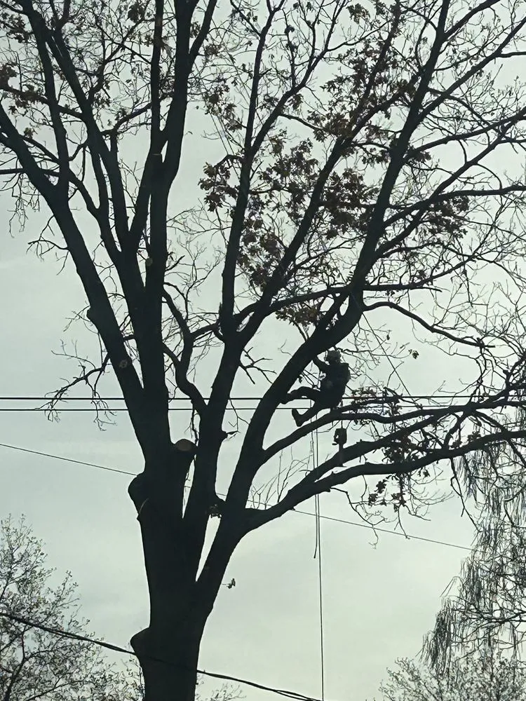 Local landscape design experts serving Brooklyn, MD - Express Tree Service