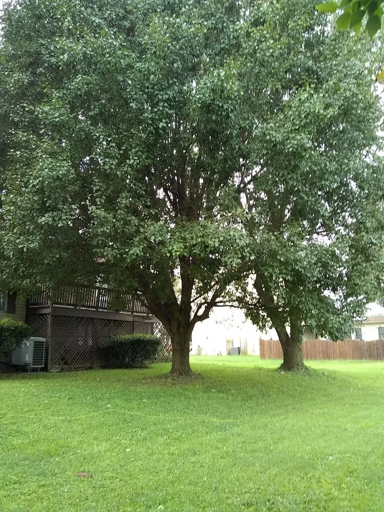 Local yard maintenance experts serving Brooklyn, MD - Express Tree Service