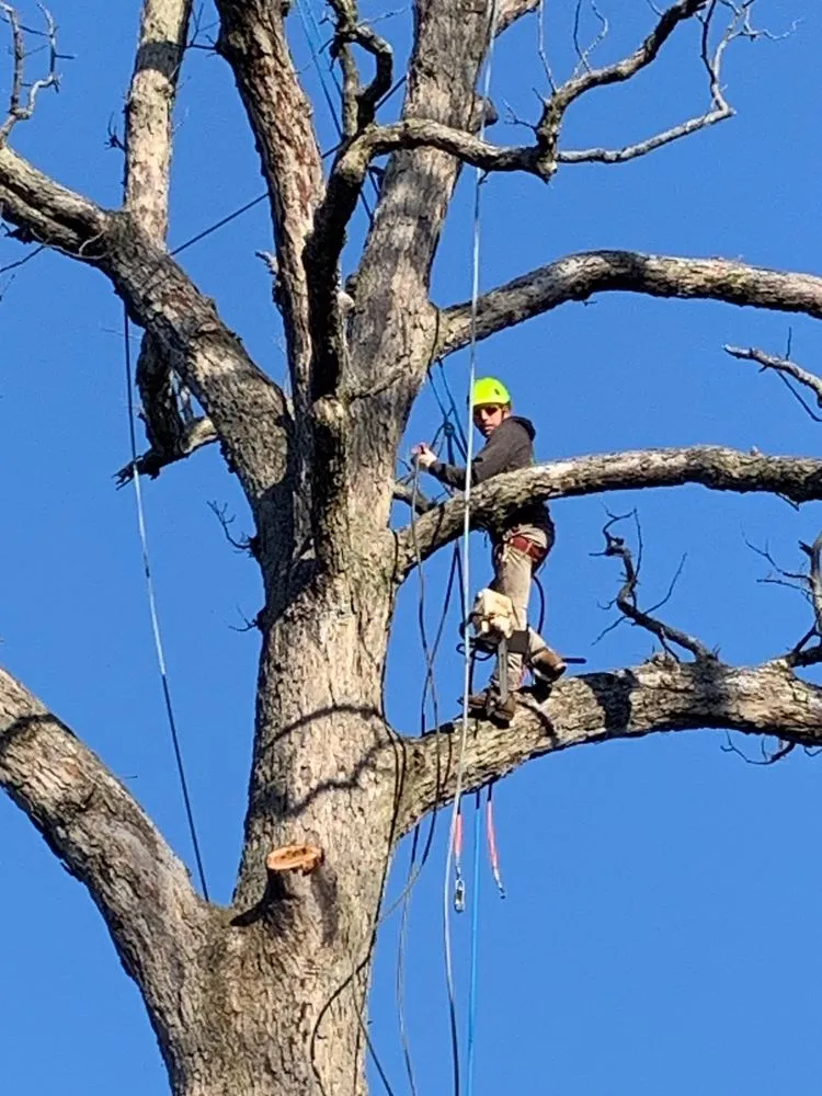 Custom residential landscaping in Brooklyn, MD - Express Tree Service