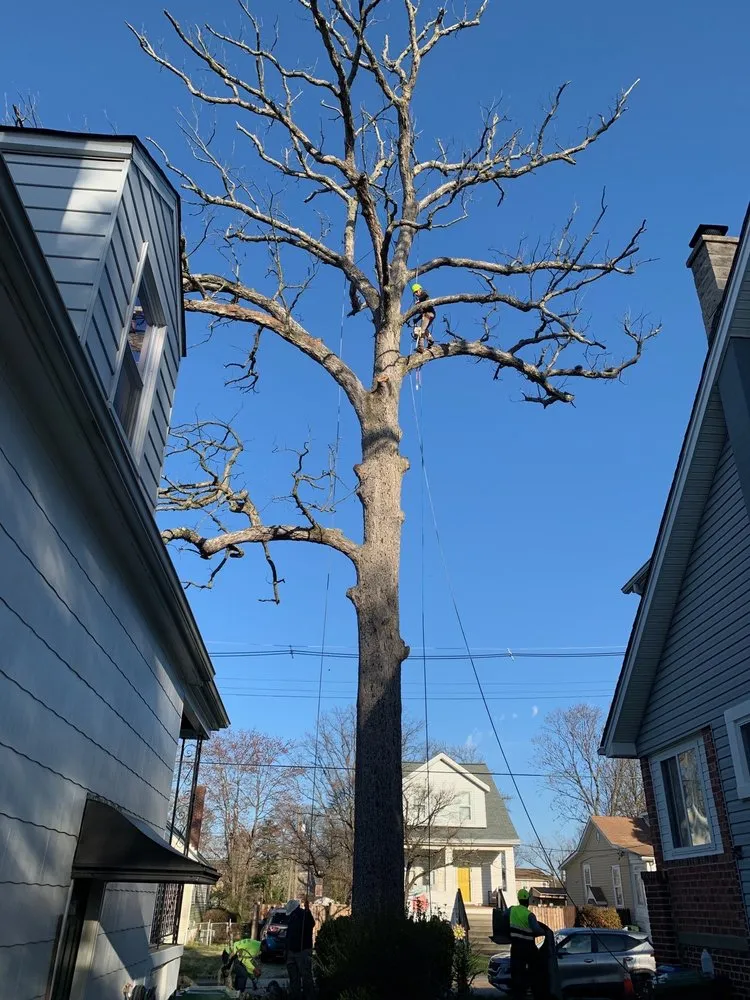 Expert landscaping services in Brooklyn, MD - Express Tree Service