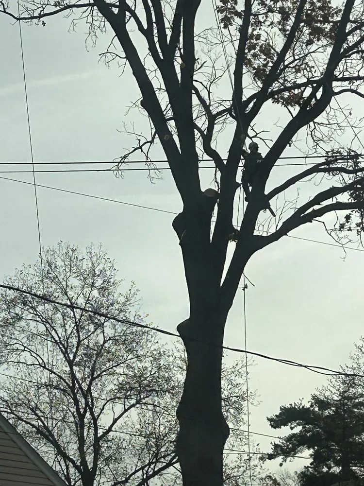 Trusted yard maintenance for year-round maintenance in Brooklyn, MD by Express Tree Service