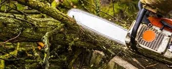 Expert yard cleanup service for beautiful yards across Brooklyn, MD - Express Tree Service