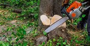 Local outdoor landscaping for year-round maintenance in Brooklyn, MD by Express Tree Service