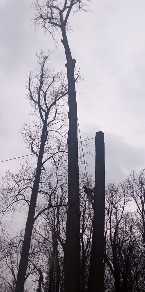 Trusted landscape installation in Brooklyn, MD by Express Tree Service