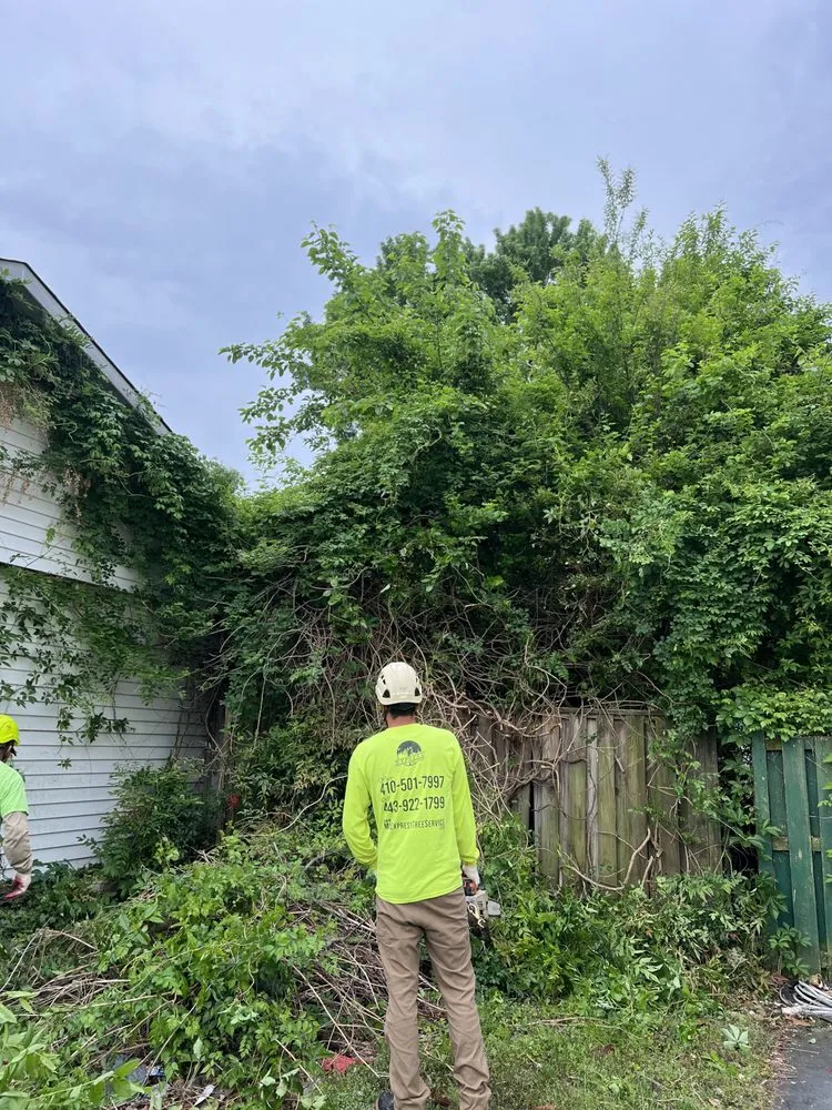 Reliable lawn care service for residential properties in Brooklyn, MD by Express Tree Service