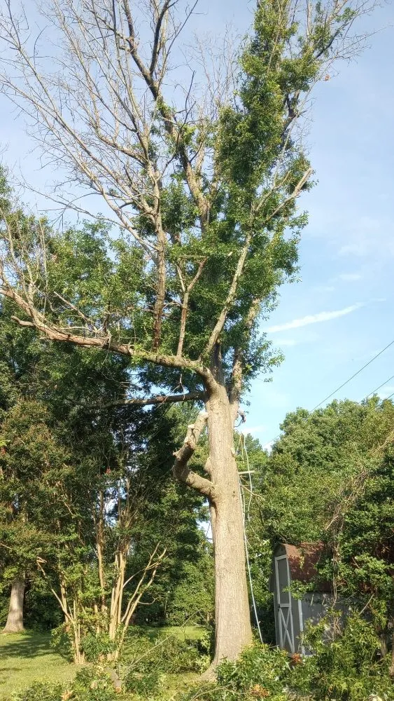 Local yard cleanup service in Brooklyn, MD by Express Tree Service