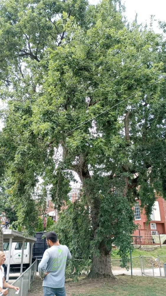 Local landscape installation with custom design across Brooklyn, MD - Express Tree Service