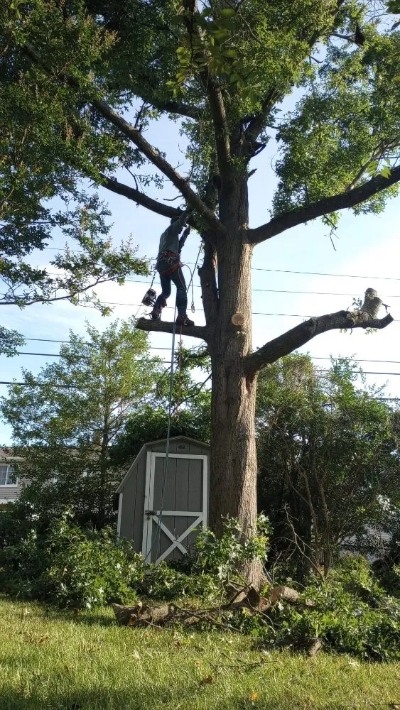 Reliable outdoor landscaping experts serving Brooklyn, MD - Express Tree Service