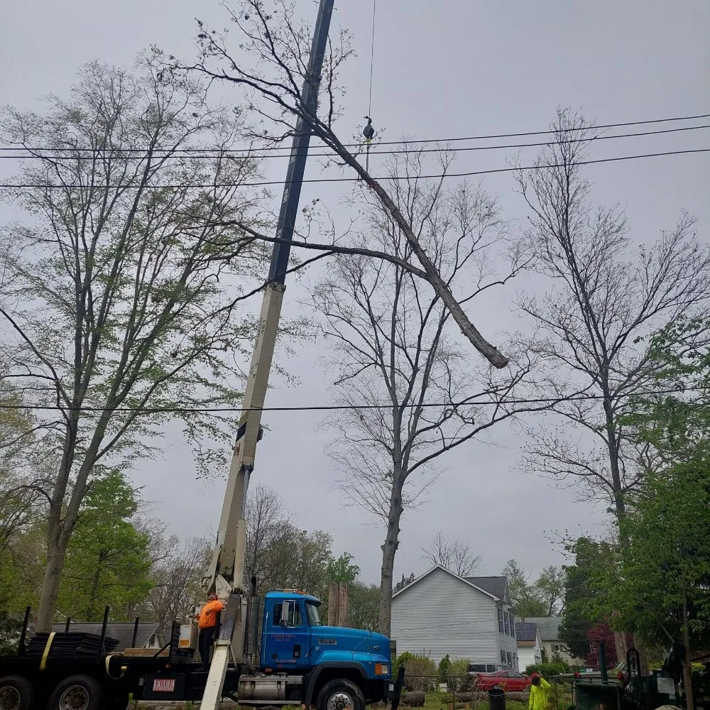 Affordable landscaping services experts serving Brooklyn, MD - Express Tree Service