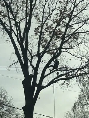 Express Tree Service
