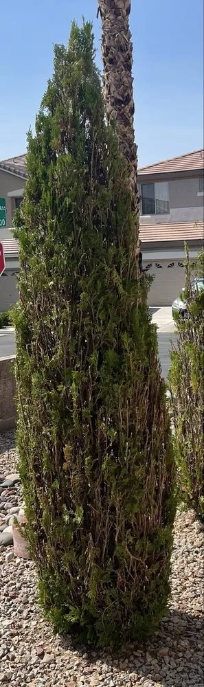 Expert residential landscaping in Las Vegas, NV - Express Tree Service