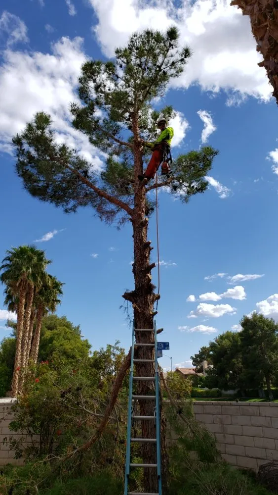 Professional lawn care service with custom design in Las Vegas, NV by Express Tree Service