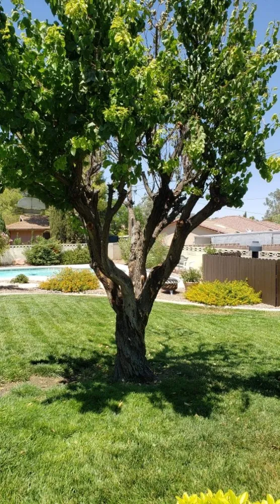 Expert outdoor landscaping for year-round maintenance in Las Vegas, NV by Express Tree Service