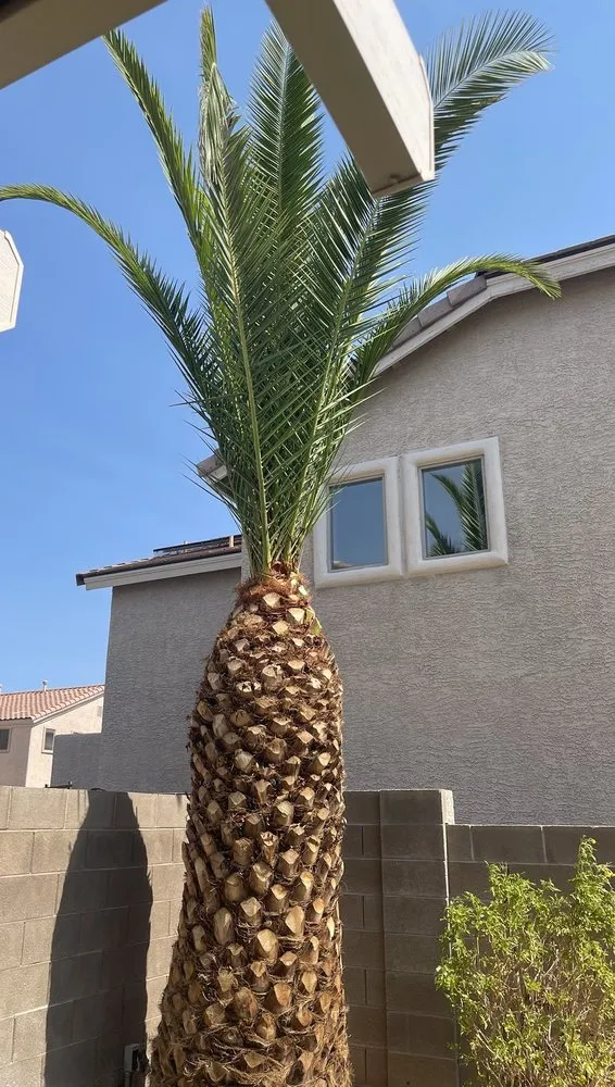 Reliable residential landscaping for residential properties in Las Vegas, NV by Express Tree Service