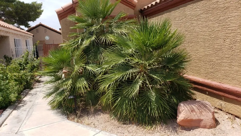 Professional landscaping services in Las Vegas, NV by Express Tree Service