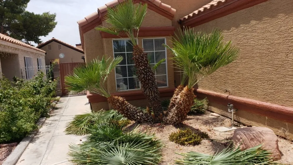 Reliable outdoor landscaping in Las Vegas, NV - Express Tree Service