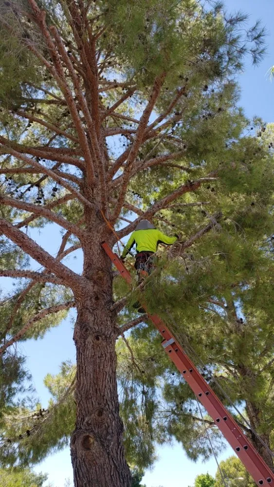 Expert landscape installation for outdoor upgrades in Las Vegas, NV by Express Tree Service