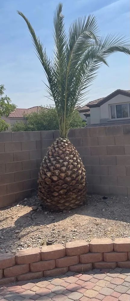 Top-rated landscape installation in Las Vegas, NV by Express Tree Service