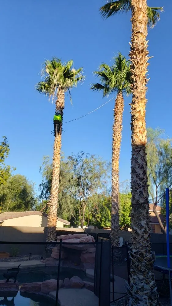 Top-rated residential landscaping in Las Vegas, NV - Express Tree Service