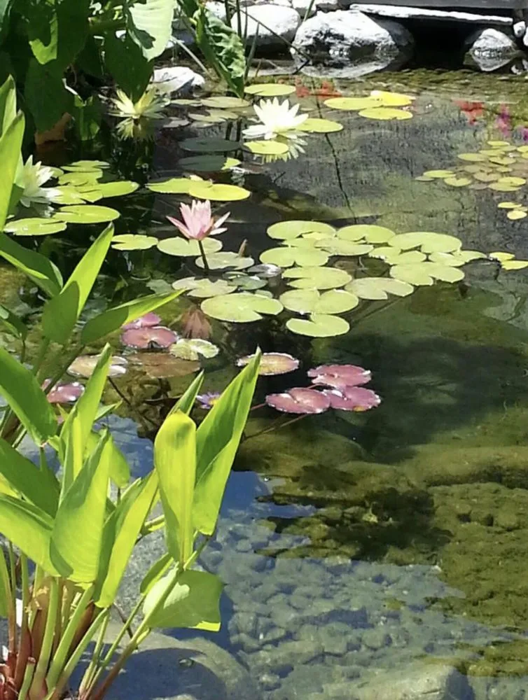 Custom yard cleanup service for homes across Upland, CA - Exquisite Ponds and Gardens