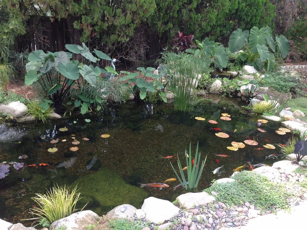 Local landscape installation in Upland, CA by Exquisite Ponds and Gardens