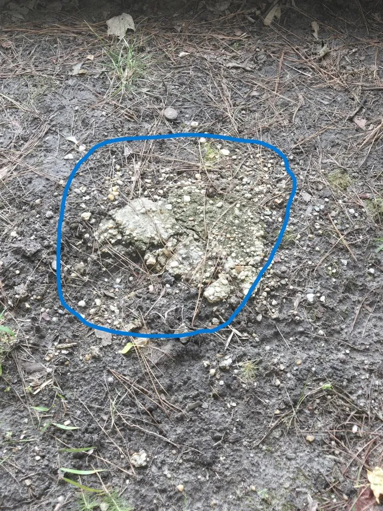 Expert yard cleanup service near you across Virginia Beach, VA - Exscapes