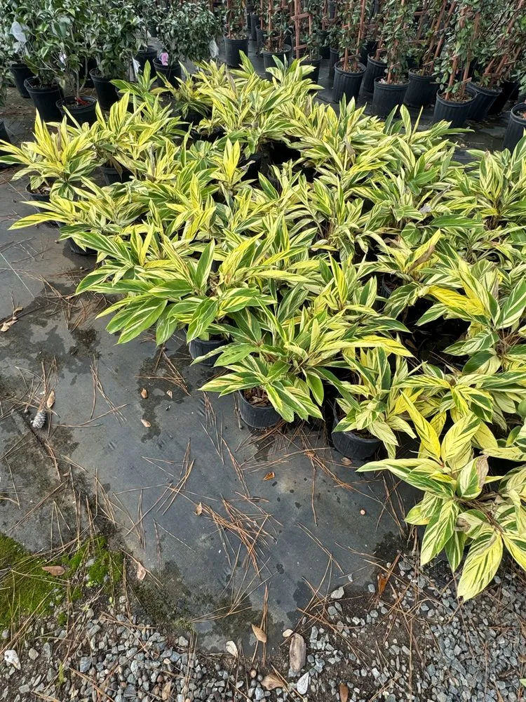 Reliable landscaping services experts serving Americus, GA - Exterior Design Landscape Services