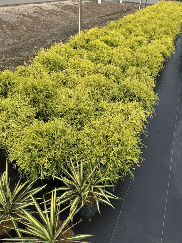 Professional garden landscaping for outdoor upgrades across Americus, GA - Exterior Design Landscape Services