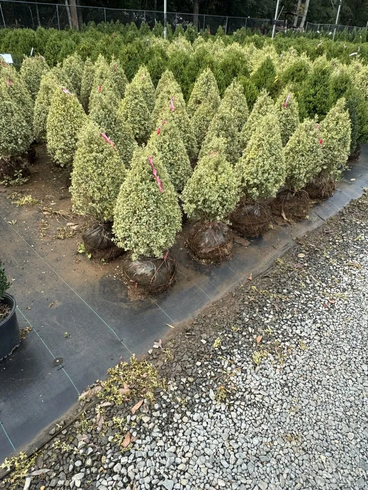 Trusted yard maintenance for homes across Americus, GA - Exterior Design Landscape Services