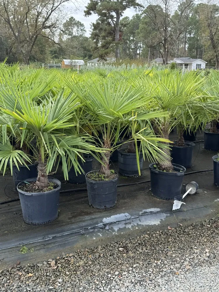 Custom lawn mowing service in Americus, GA - Exterior Design Landscape Services