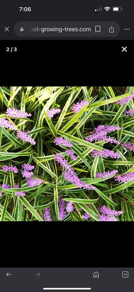 Reliable landscaping services experts serving Americus, GA - Exterior Design Landscape Services