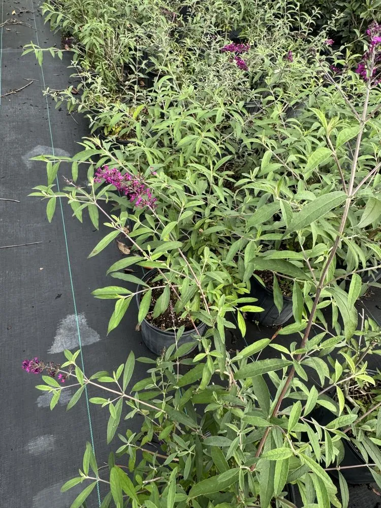 Trusted garden landscaping for residential properties in Americus, GA by Exterior Design Landscape Services