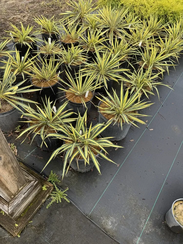 Custom yard maintenance in Americus, GA by Exterior Design Landscape Services