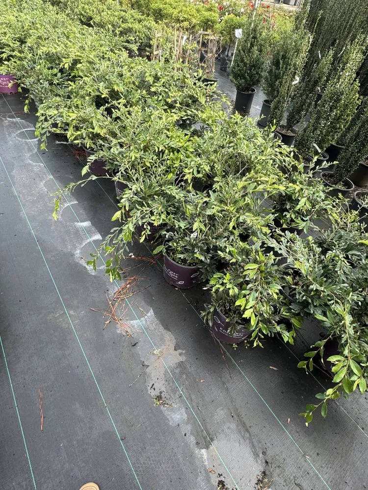 Professional landscape installation experts serving Americus, GA - Exterior Design Landscape Services