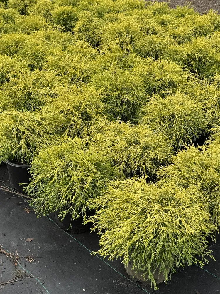 Custom lawn mowing service for year-round maintenance in Americus, GA by Exterior Design Landscape Services