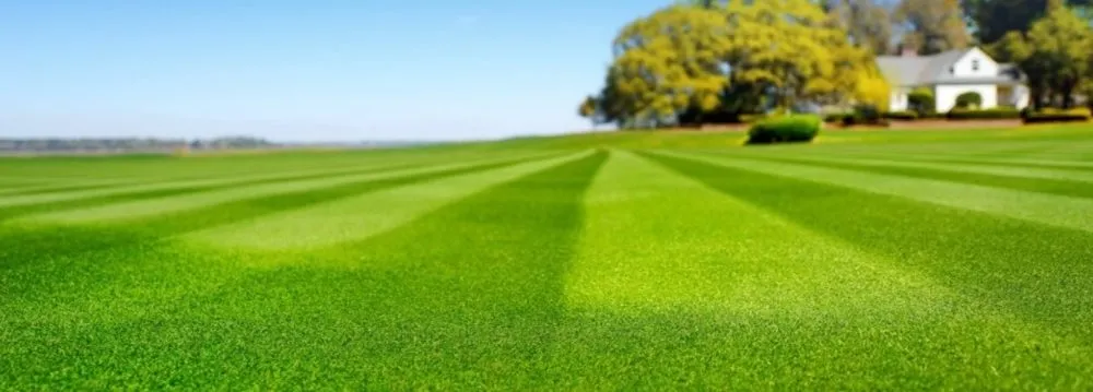 Local yard maintenance in Fayetteville, NC by exterior home services