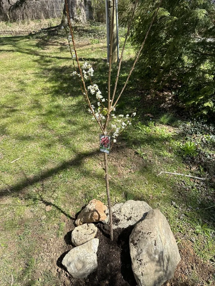 Expert lawn mowing service with custom design in Asheville, NC by Exterior Solutions Asheville