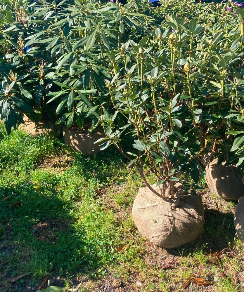 Affordable landscape installation in Asheville, NC - Exterior Solutions Asheville