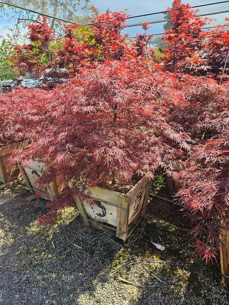 Affordable landscaping services in Turlock, CA - Exterior Solutions Lawn and Landscape