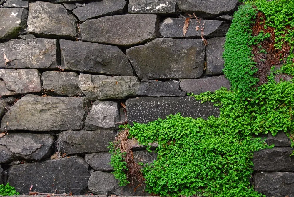 Custom residential landscaping for beautiful yards across Seattle, WA - Exteriorscapes