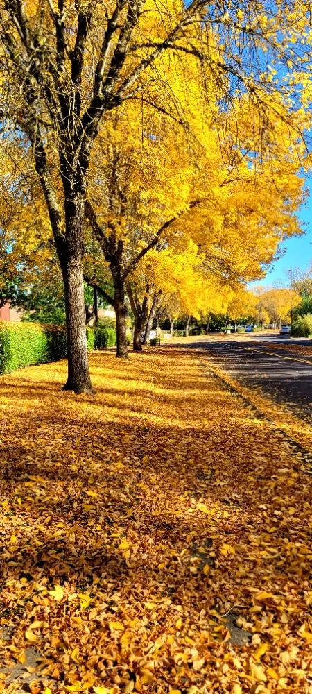 Reliable garden landscaping in Gresham, OR by Extra Hand Lawn Care