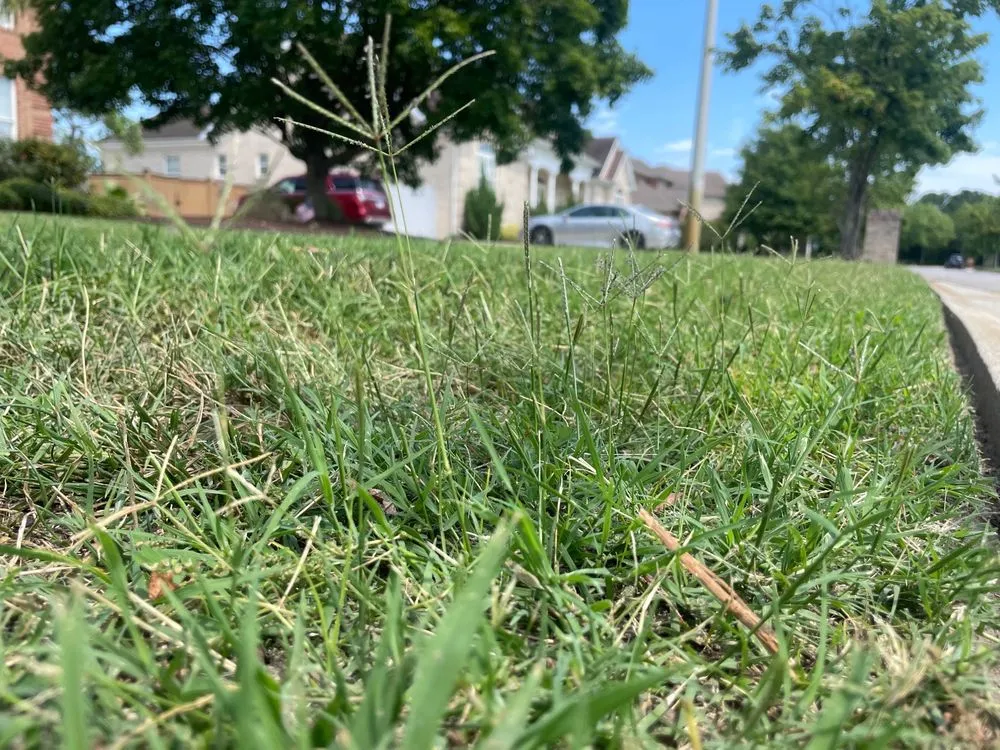 Affordable residential landscaping for homes in Virginia Beach, VA by Extra Mile Lawn Care