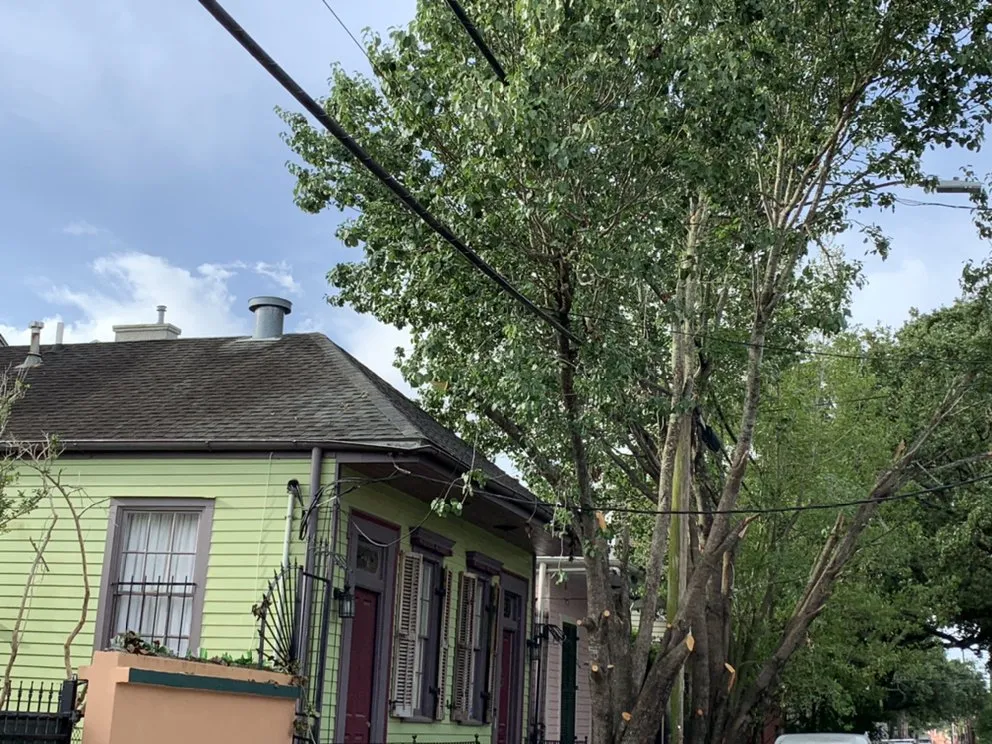 Local landscape installation for year-round maintenance in New Orleans, LA by Extra Ordinary