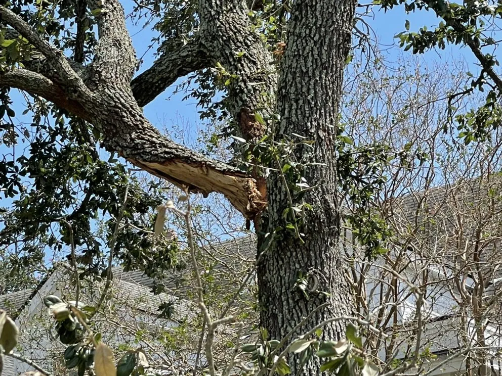 Expert landscaping services in New Orleans, LA - Extra Ordinary